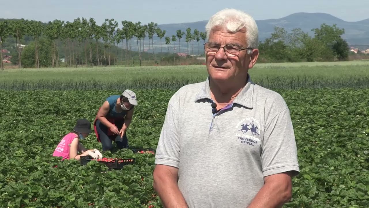 Imamo rešenje ep. 54 01.06.2020. Gajenje jagode na otvorenom, sorta roksana
