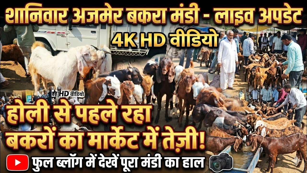 28/2/2026 शनिवार अजमेर बकरा मंडी में रहा होली की खरीदारी जिसमें रेट में रही तेजी #kgngoatworld #goat
