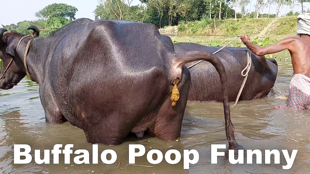 Buffalo Video Funny | Bangladeshi Buffalo Poop | Watch How Buffalo Defecate On Road And Water