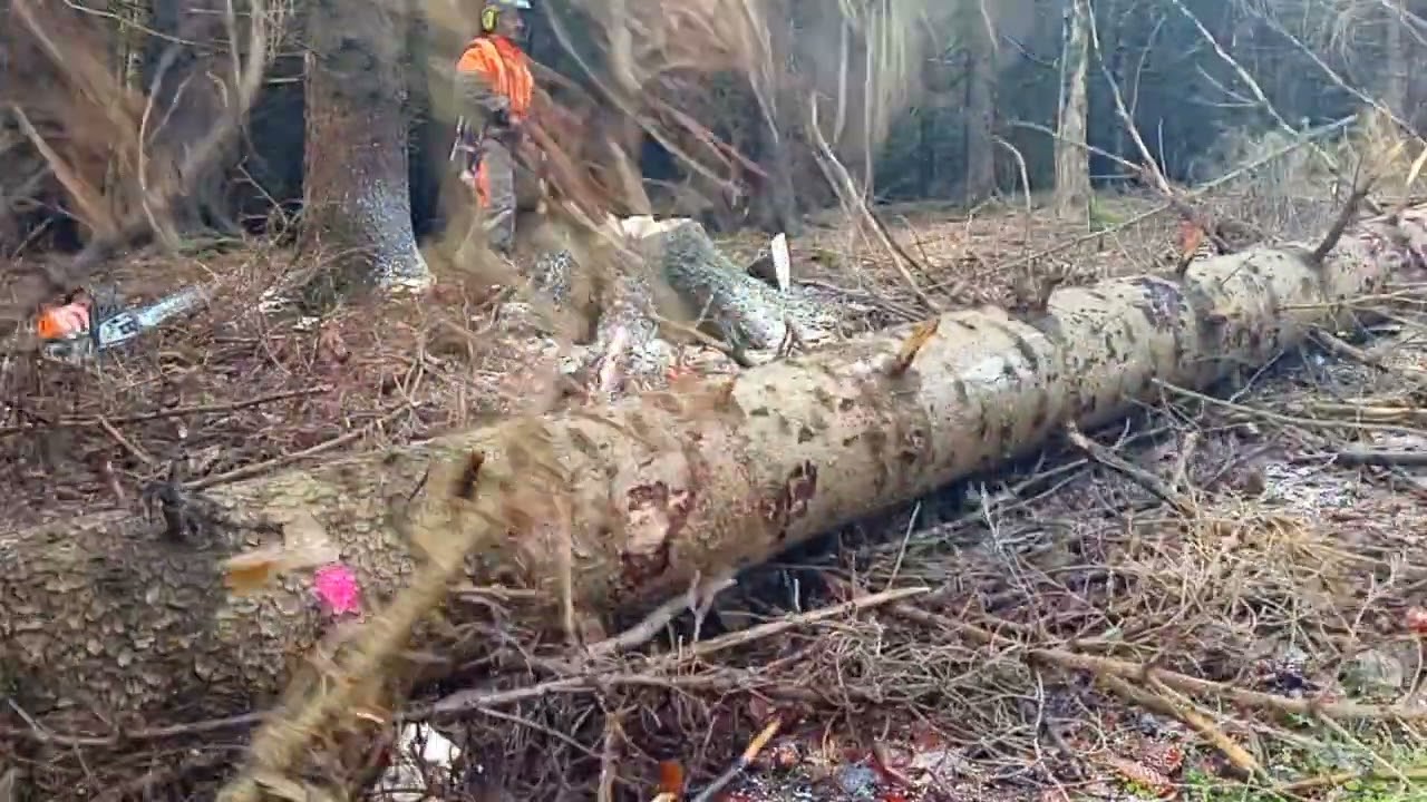 Těžba dřeva/wood cutting (STIHL MS 462) 52-2024