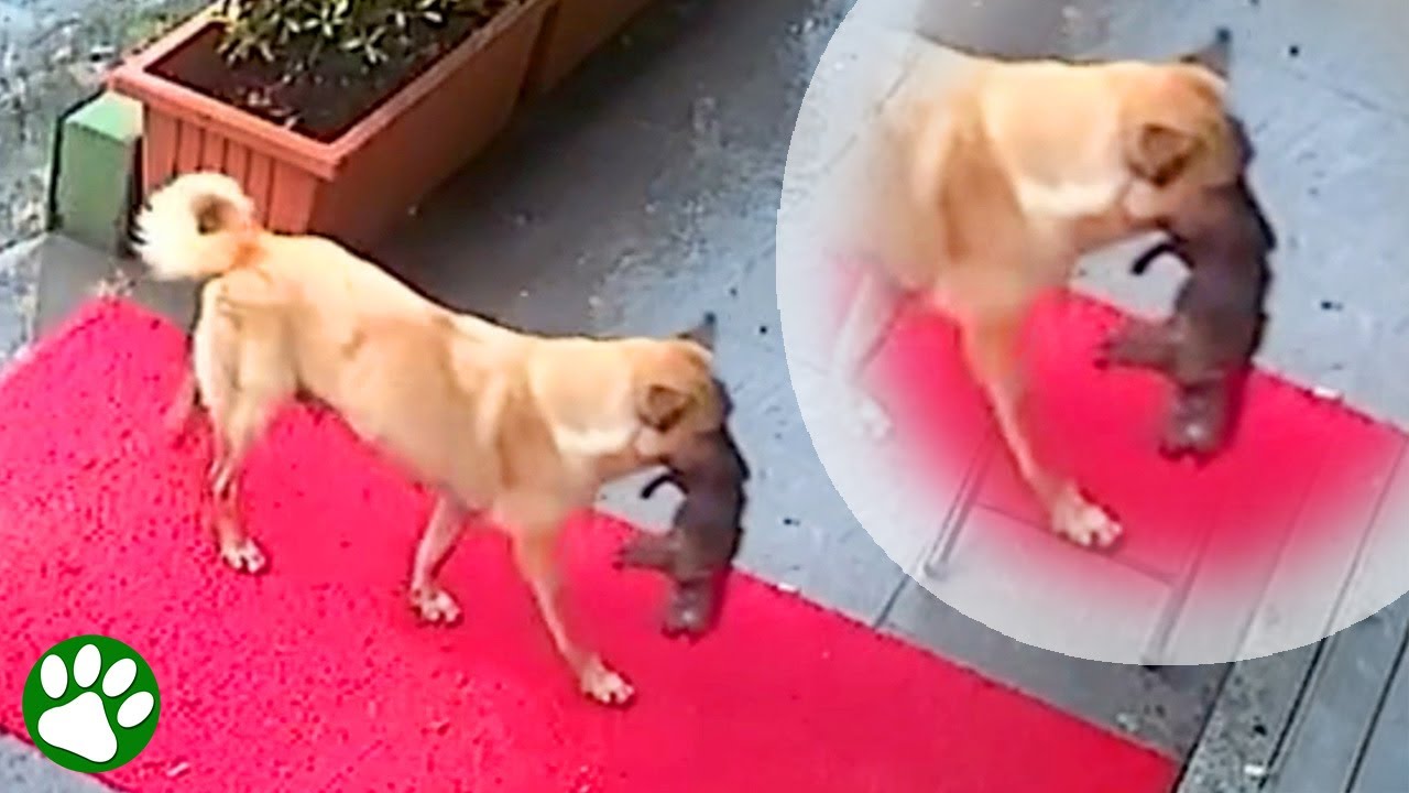 Hundemama eilt mit sterbendem Welpen zum Tierarzt