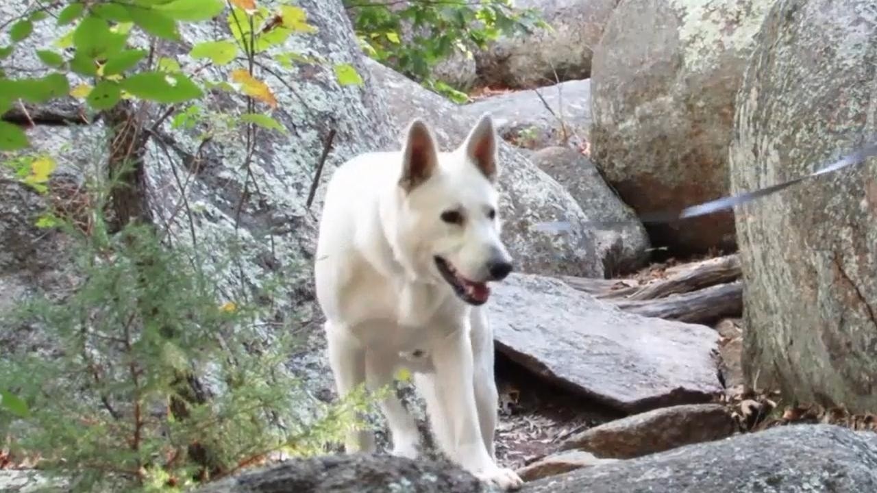 This Is Donner | Gunther White German Shepherds, Redford MO