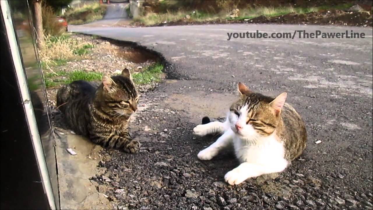 Two alpha cats' trash talk