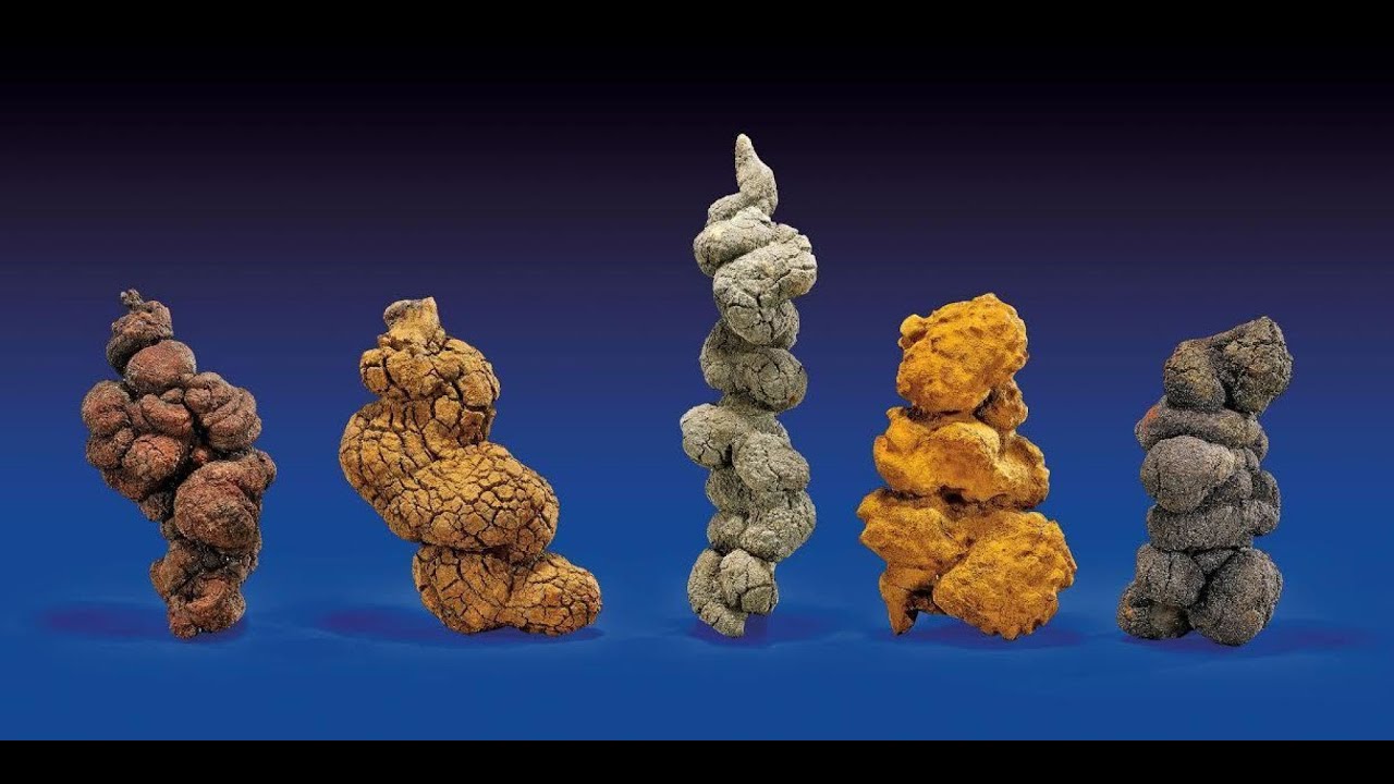 You Can Own Fossilized Dinosaur Poop