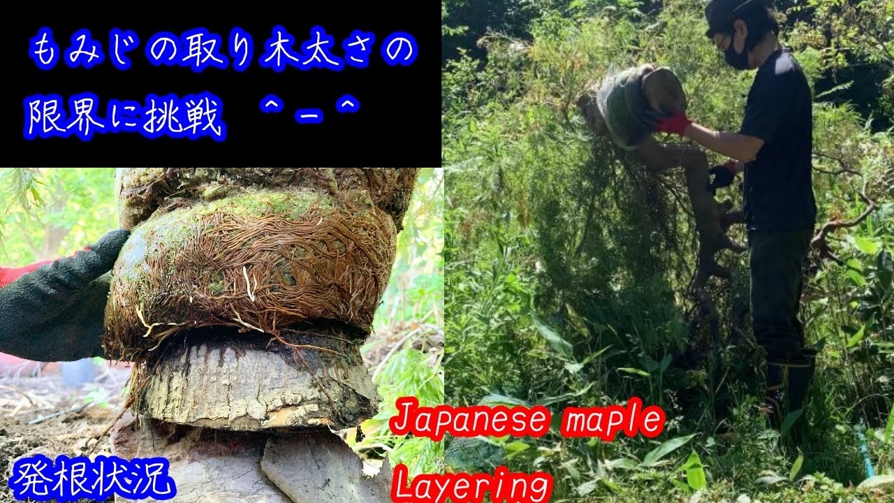 もみじの取り木の大きさと太さの限界に挑戦しました^ - ^ 発根状況の確認！Japanese maple Layering 盆栽　bonsai 紅葉　モミジ　