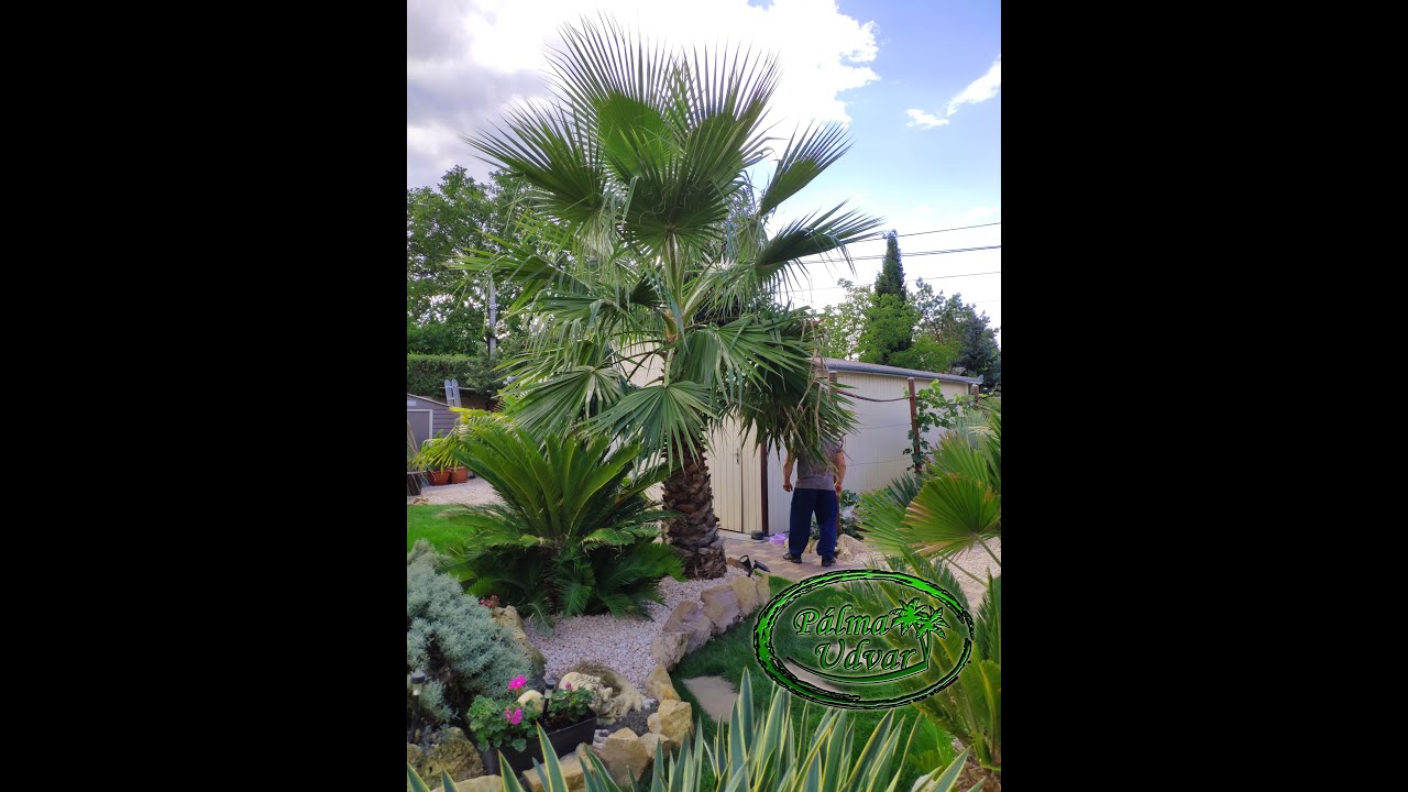 Washingtonia ( Robusta , Filifera , Filibusta ) teleltetése Pálma Udvar teleltető kabátokkal