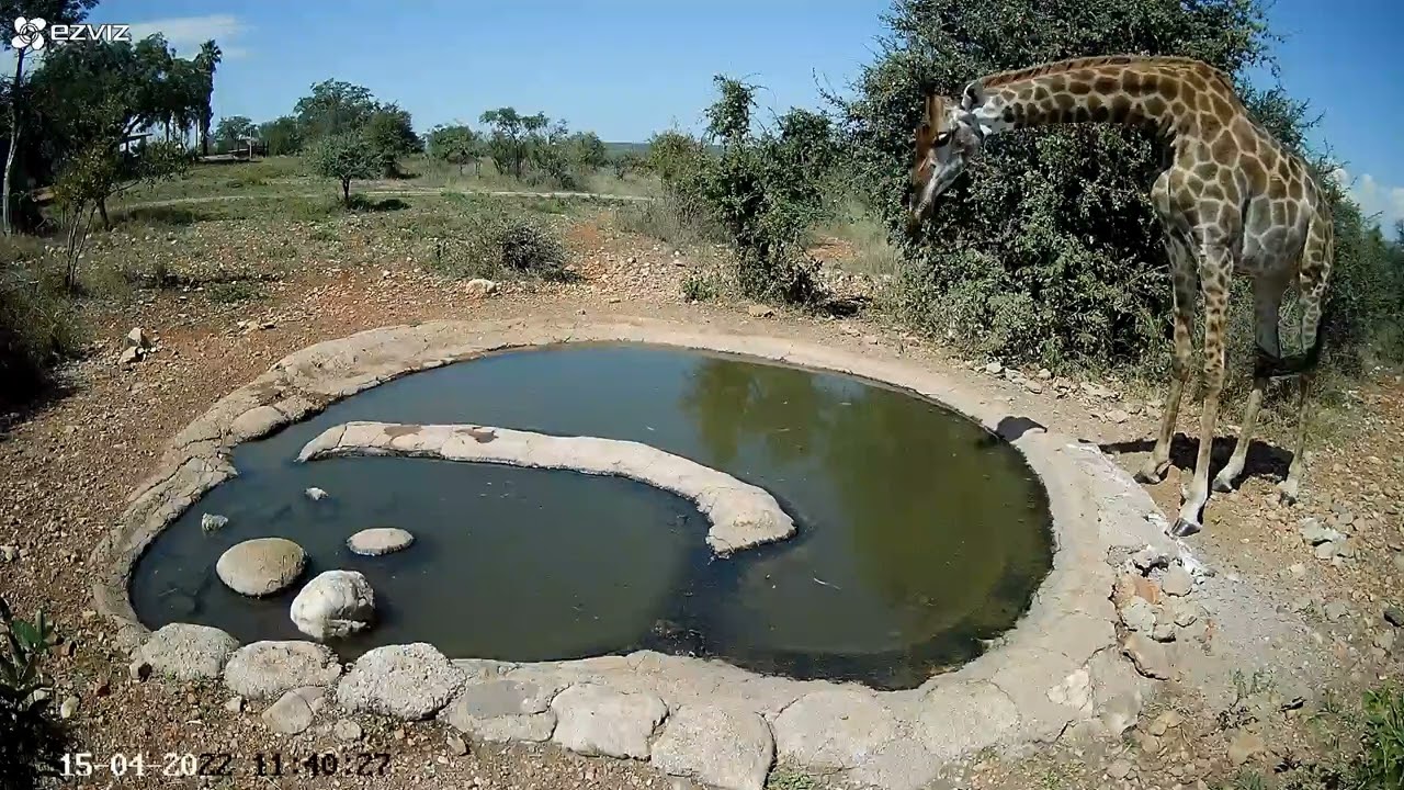 Waterhole cam April 15 - April 21