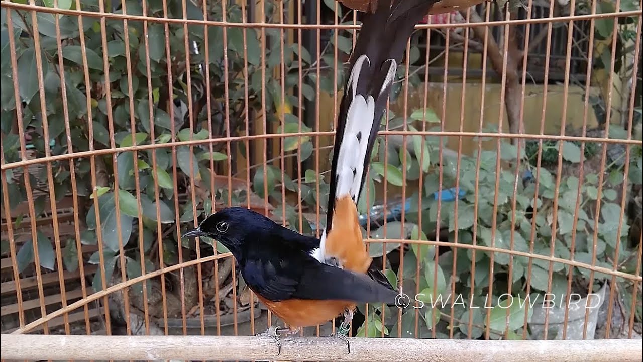 White Rumped Shama Birds Singing Solo