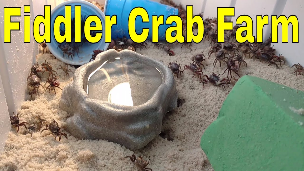 Keep Fiddler Crabs alive by building the perfect Fiddler Crab Habitat!