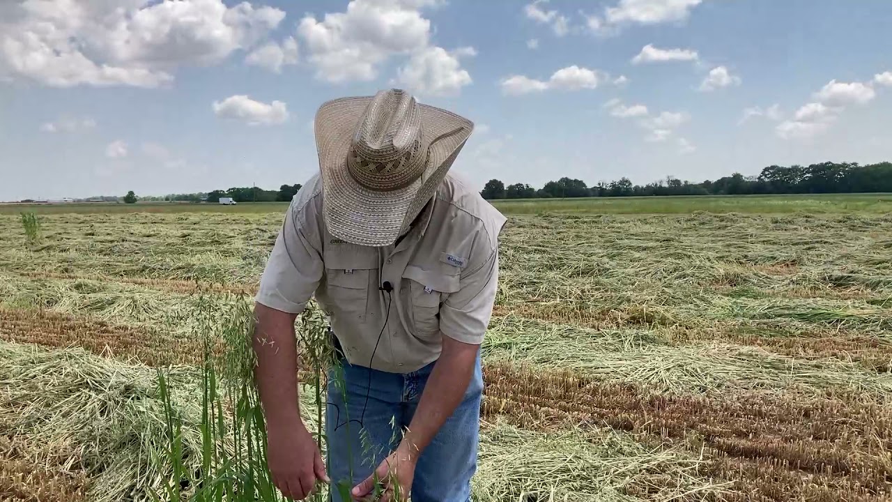 Oats variety and time of harvesting for baleage production