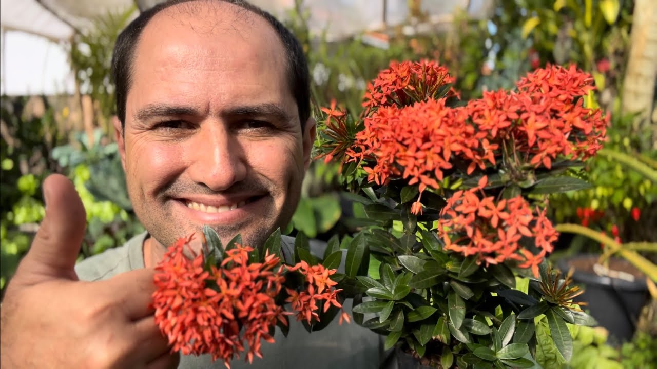 COMO PLANTAR IXORA CHINESA CORRETAMENTE