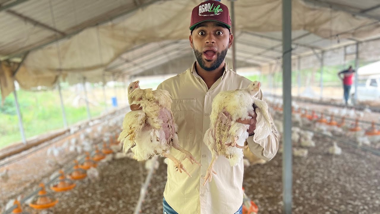 CRIANZA DE POLLOS, HORMONAS? SI O NO ?