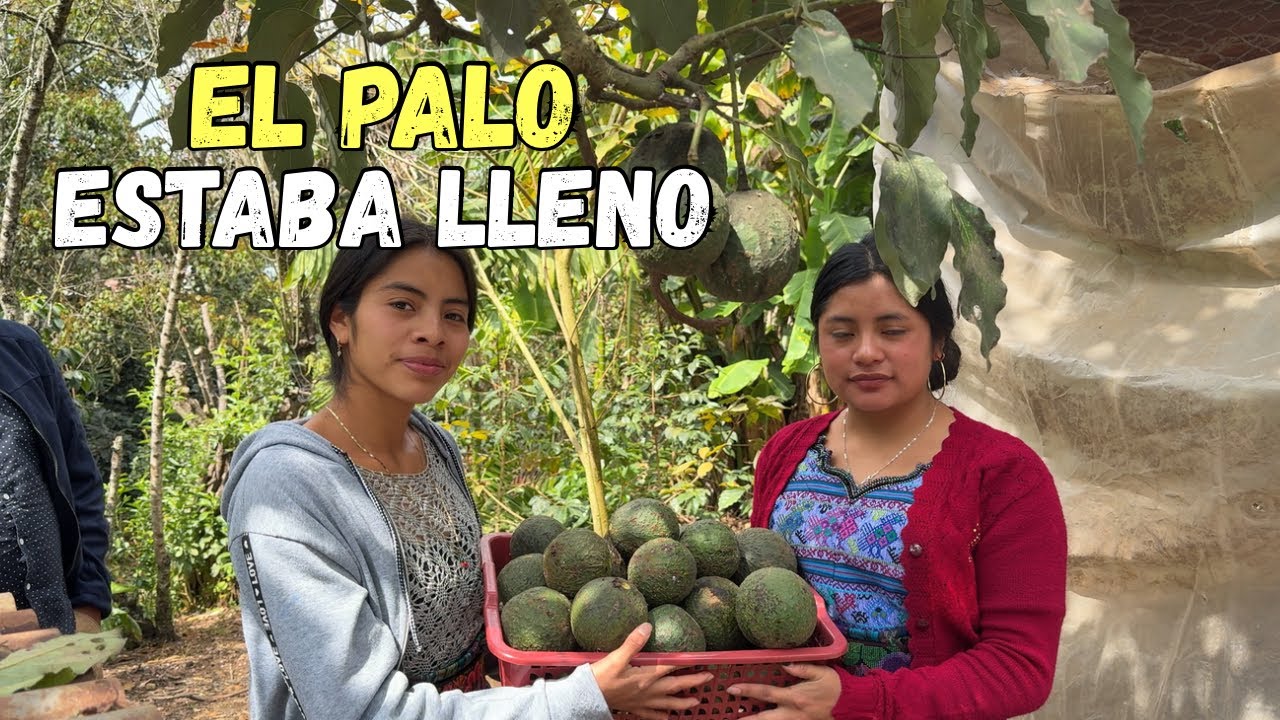 👉🏼Día De Cosecha, Bajando AGUACATES Con Griseldy🥑