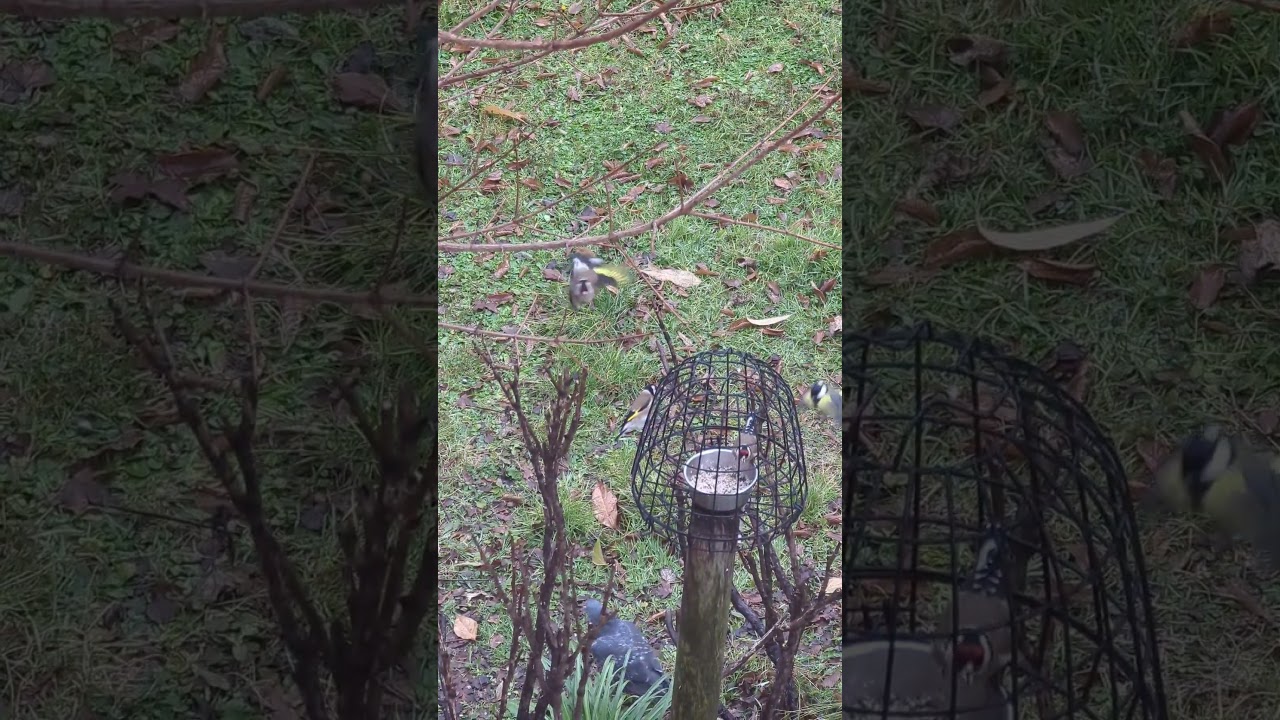 Oggi sono i cardellini a farla da padrone. #cardellini #uccelli #goldfinches #birdfeeders