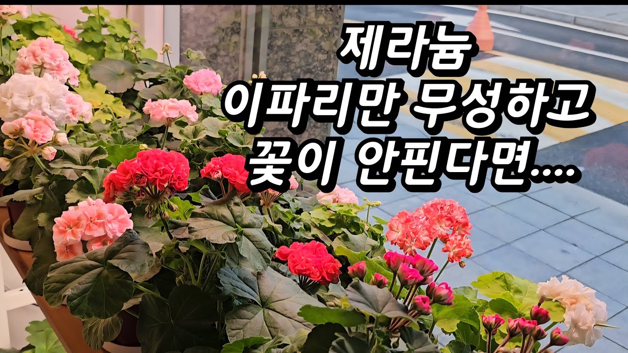 제라늄 꽃이 없고 이파리만 무성하다면  꼭 보세요!!