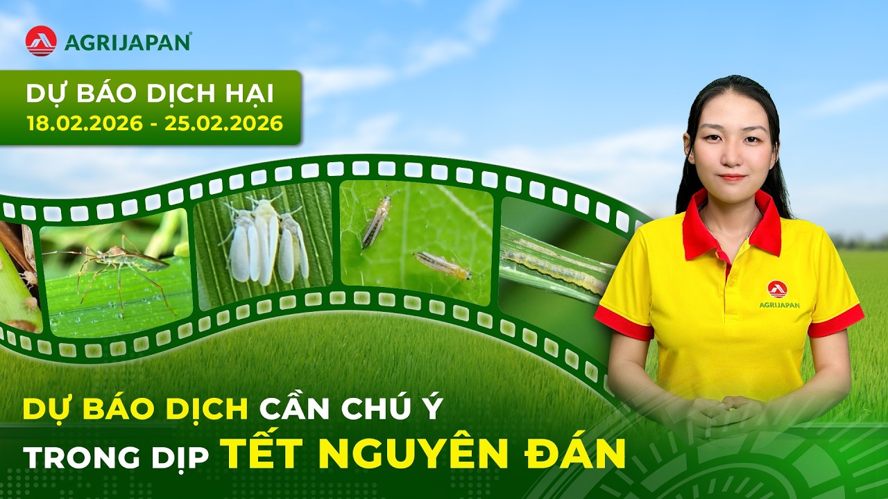 DỰ BÁO DỊCH HẠI CẦN CHÚ Ý TRONG DỊP TẾT NGUYÊN ĐÁN