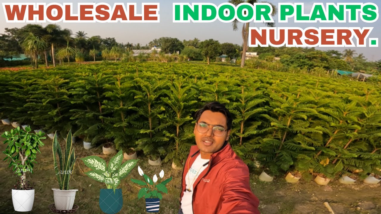 Indoor plants wholesale suppliers|Nursery Walla ||Wholesale indoor plant Nursery west bengal kolkata