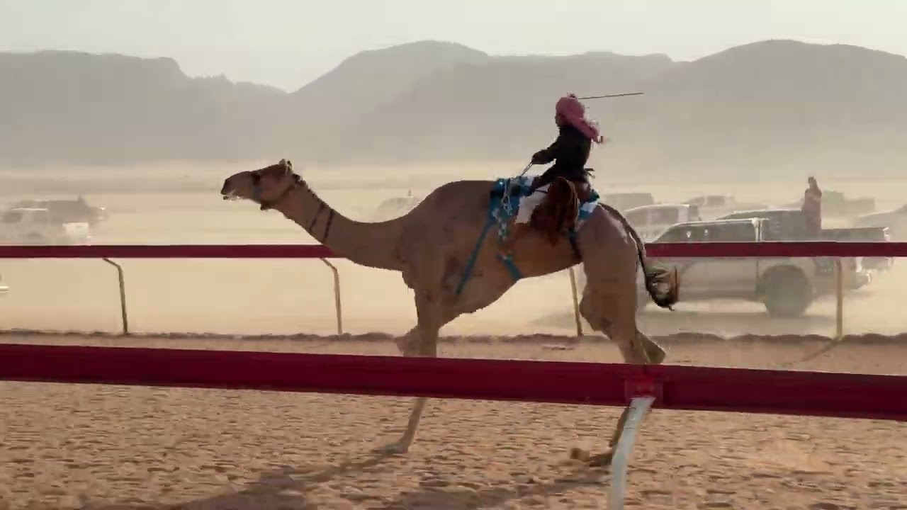 ش. زمول هجانه (شعيلان ) حسين صباح الهلولي