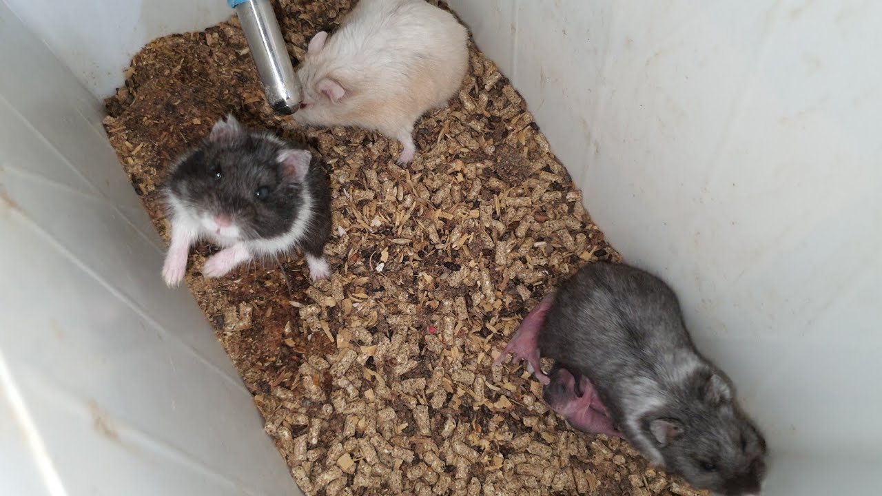 تزاوج الهمستر ولولاده وكل المعلومات حتى البلوغ(Hamster)مع معتز مطور