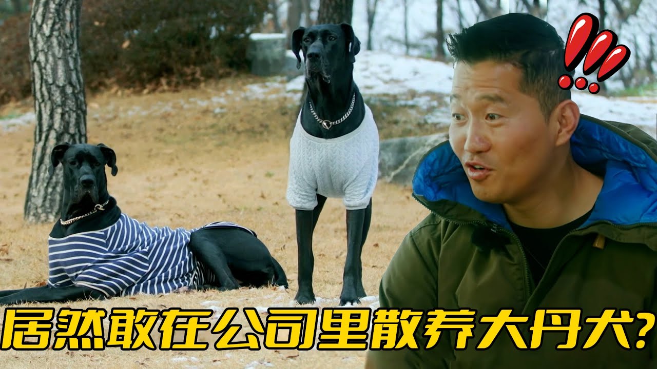 公司養大丹犬當保安，還允許員工帶小狗上班，這種神仙老闆哪裡領