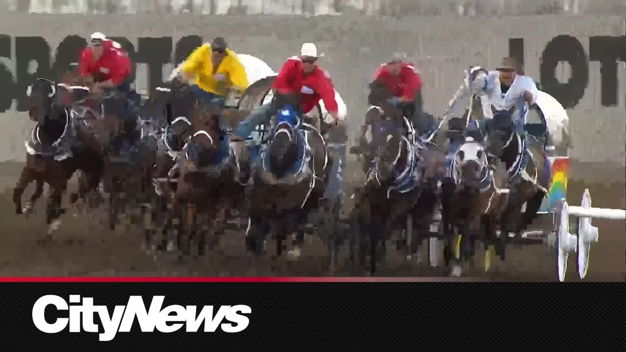 Horse dies during Chuckwagon Race as Calgary Stampede wraps up with massive attendance