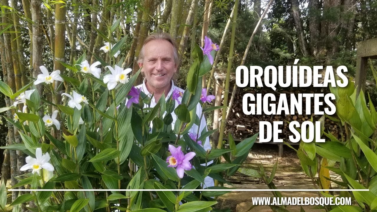 Orquídeas gigantes de sol - Alma del bosque