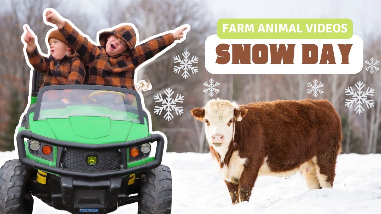 Roshek's Surprise Snowy Day on the Farm! KIDS RIDE POWER WHEELS/COWS/PIGS/GOATS