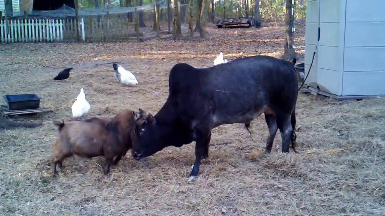 Bull & Goat head butting