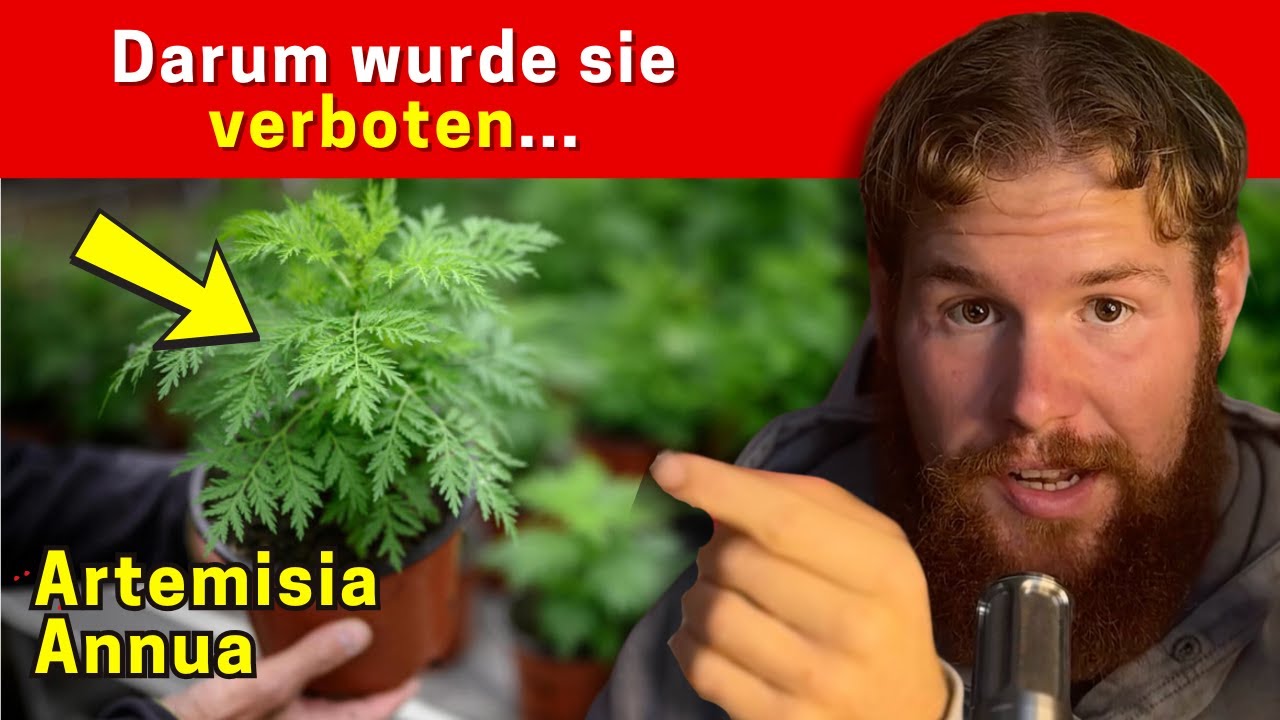 Die Verbotene Heilpflanze Artemisia Annua...(Einnahmeempfehlung, Anwendungsgebiete)