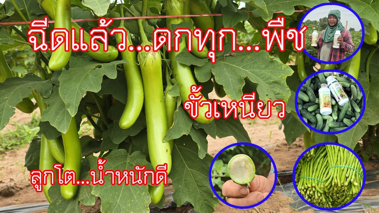 มะเขือยาวโคราช 2