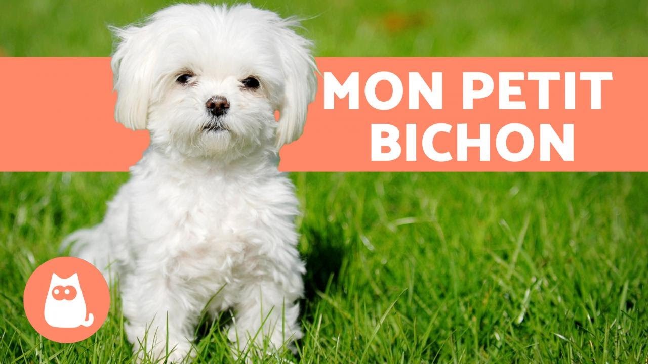 Bichon Maltais - Caract&egrave;re, soins, &eacute;ducation