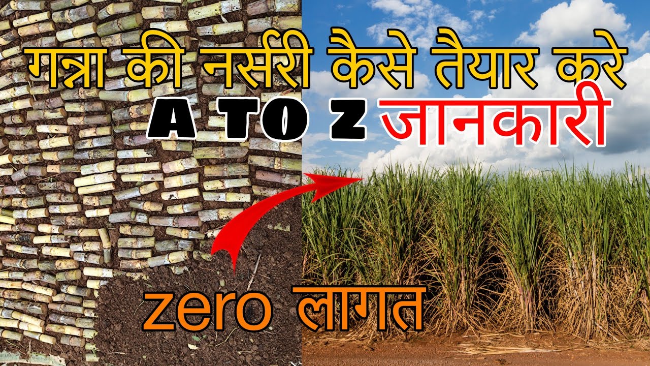 नर्सरी से गन्ने के पौधे कैसे तैयार करें||Sugarcane Nursery A to Z information||गन्ने की पौध तैयार