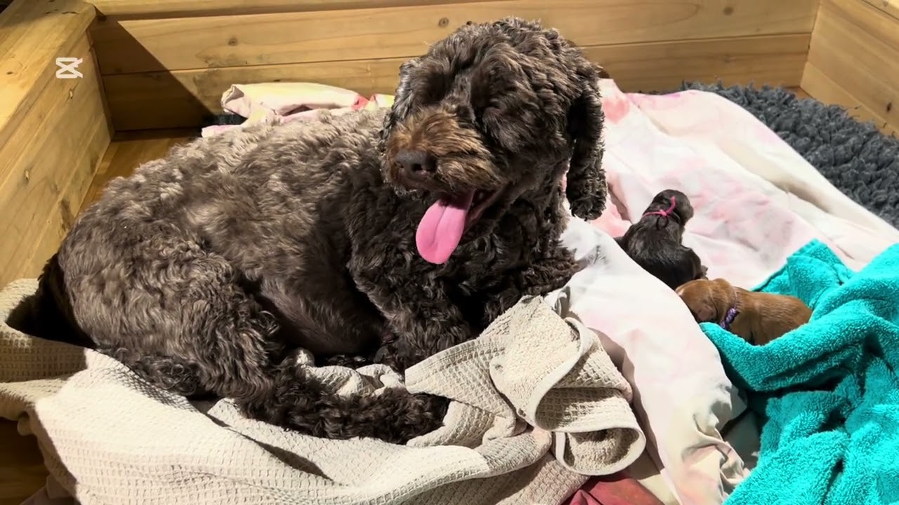 Geburt von 7 Labradoodles Welpen
