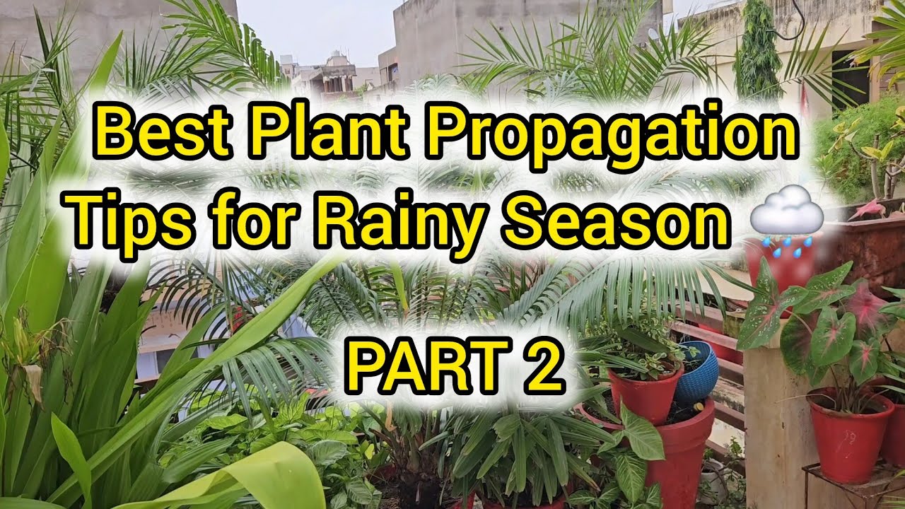 BEST PLANT PROPAGATION TIPS for RAINY SEASON 🌧️ | Part 2 | Fun Gardening 