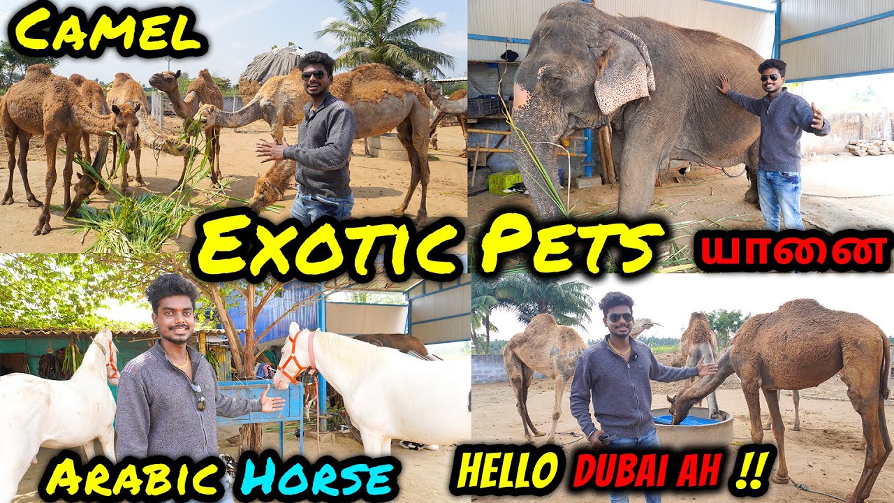 Camel & Horse & Elephant For Sales | தமிழ்நாட்டில் இப்படி ஒரு இடம் | Exotic Animals Farm