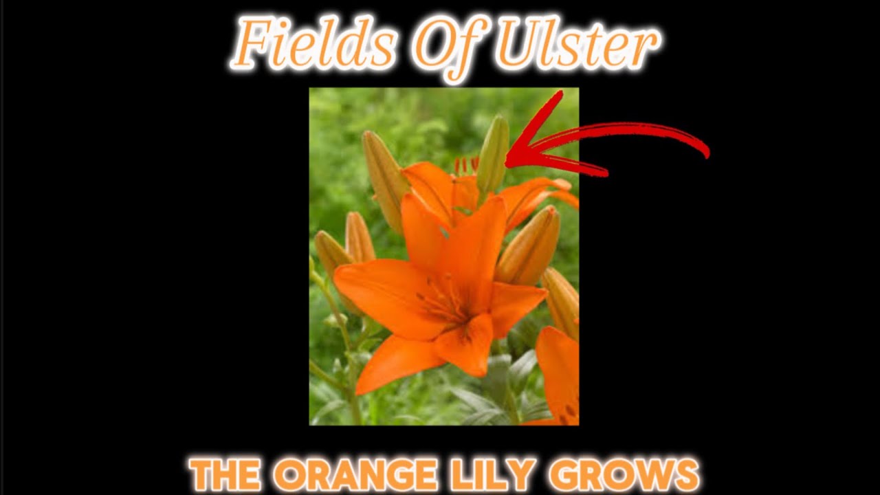 The Fields Of Ulster- Loyalist Song-