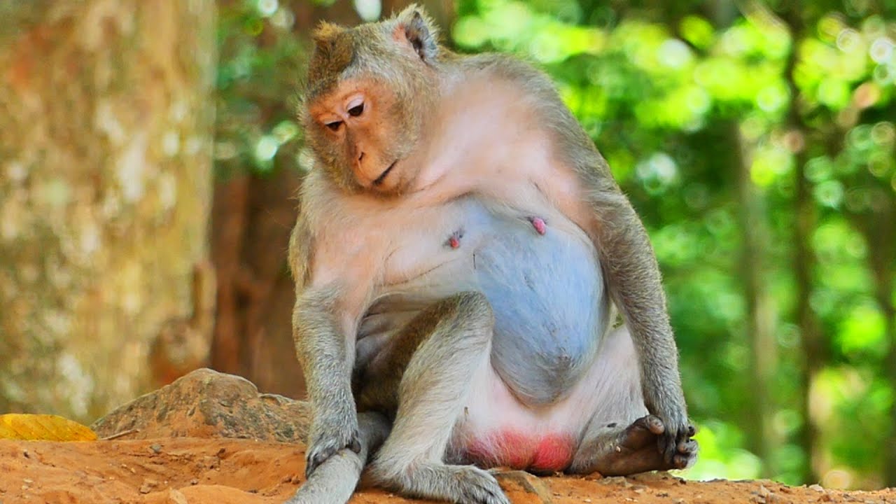 Coming soon...! Monkey pregnant Duchess's belly so big, Hope baby good health & giving birth soon
