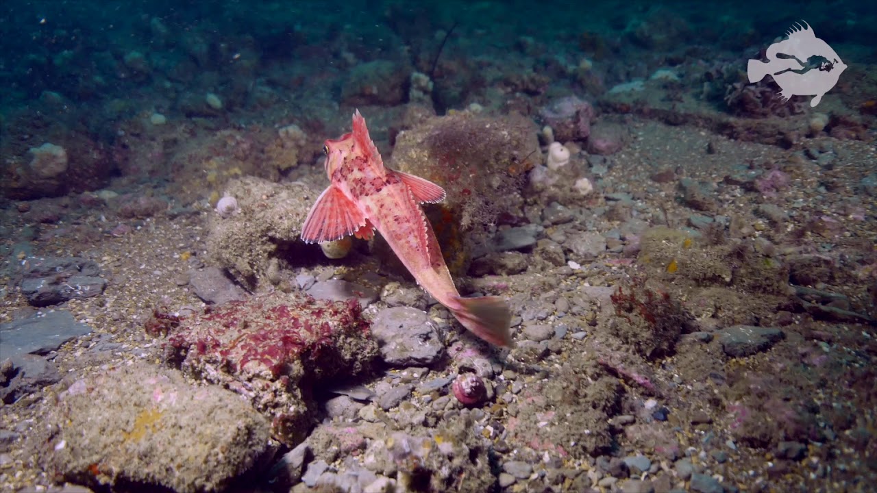 SCUBA diving on Peveril Ledges (Swanage)