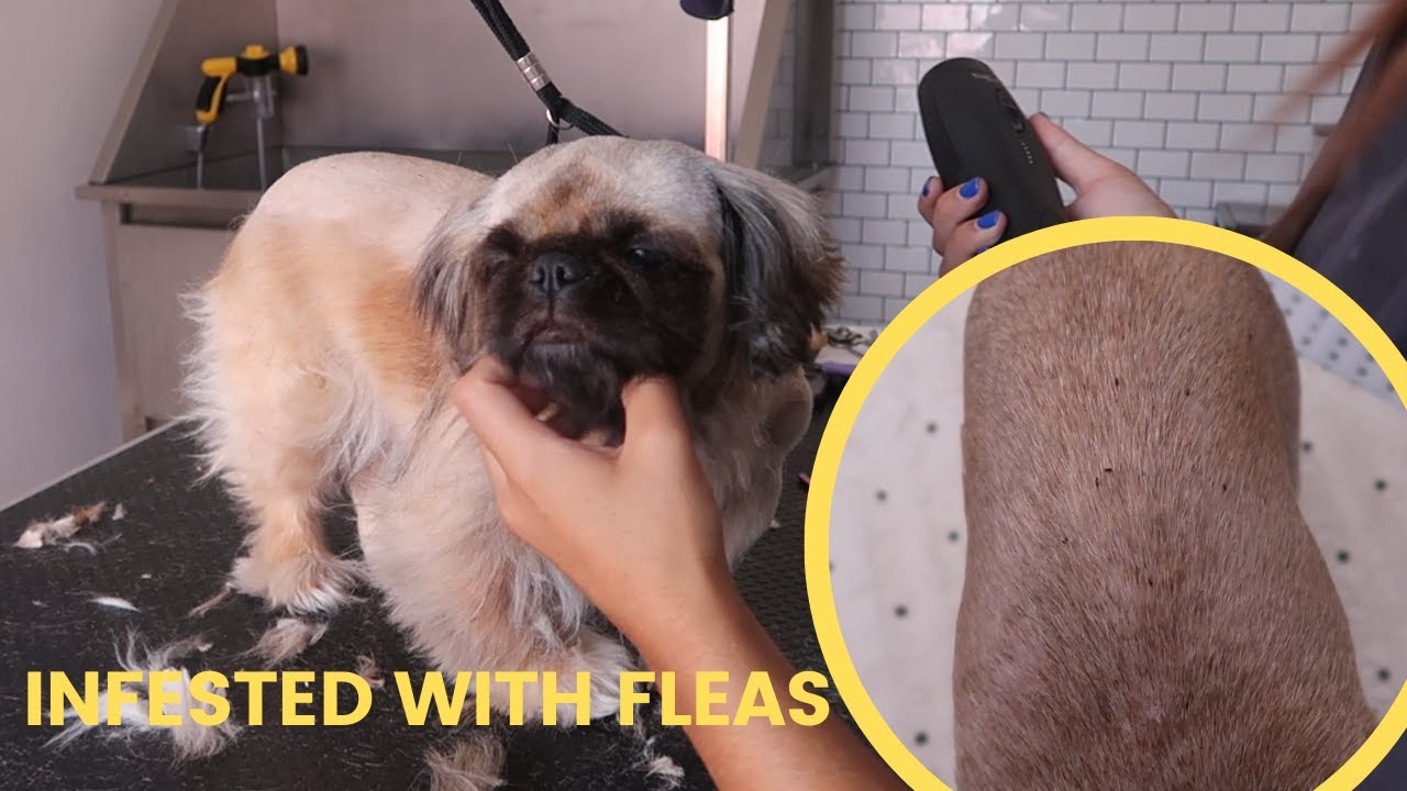 THIS DOG CAME TO THE GROOMERS INFESTED WITH FLEAS  | RURAL DOG GROOMING