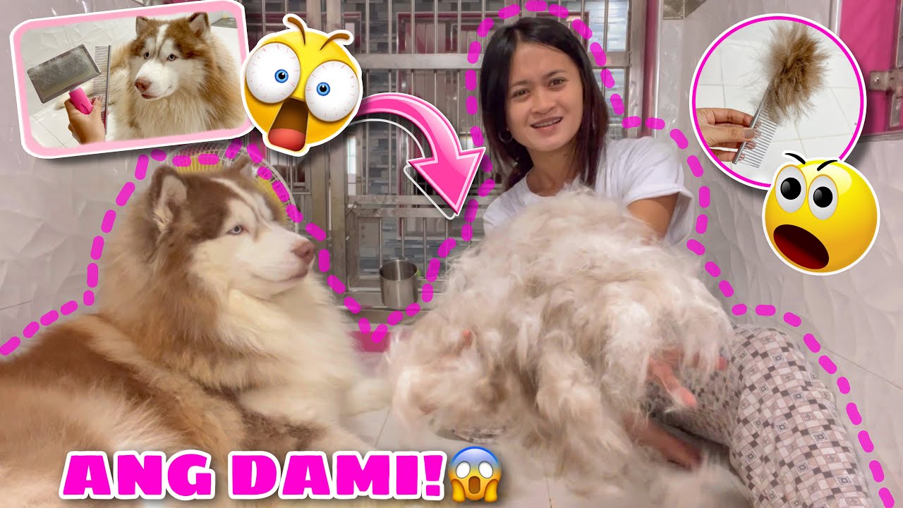 Hercules&rsquo; FIRST TIME SHEDDING! | SOBRANG DAMI! | Husky Pack TV