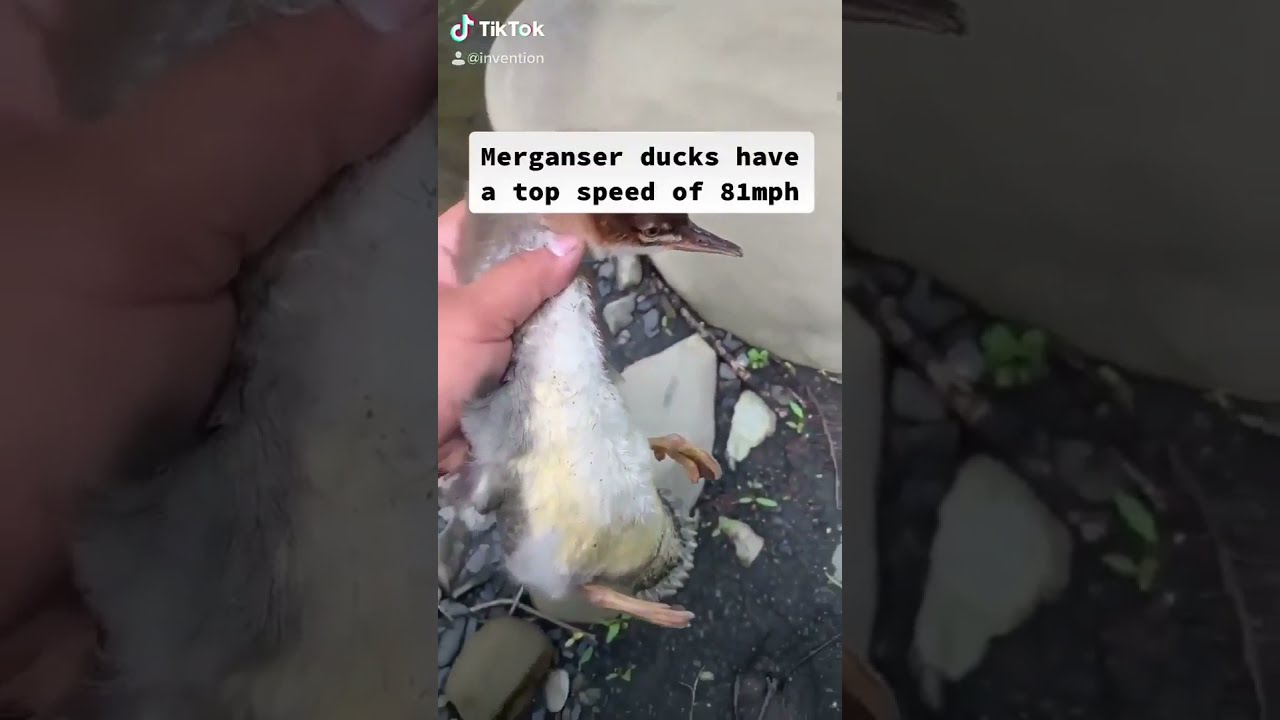 Merganser ducks have a top speed of 81mph