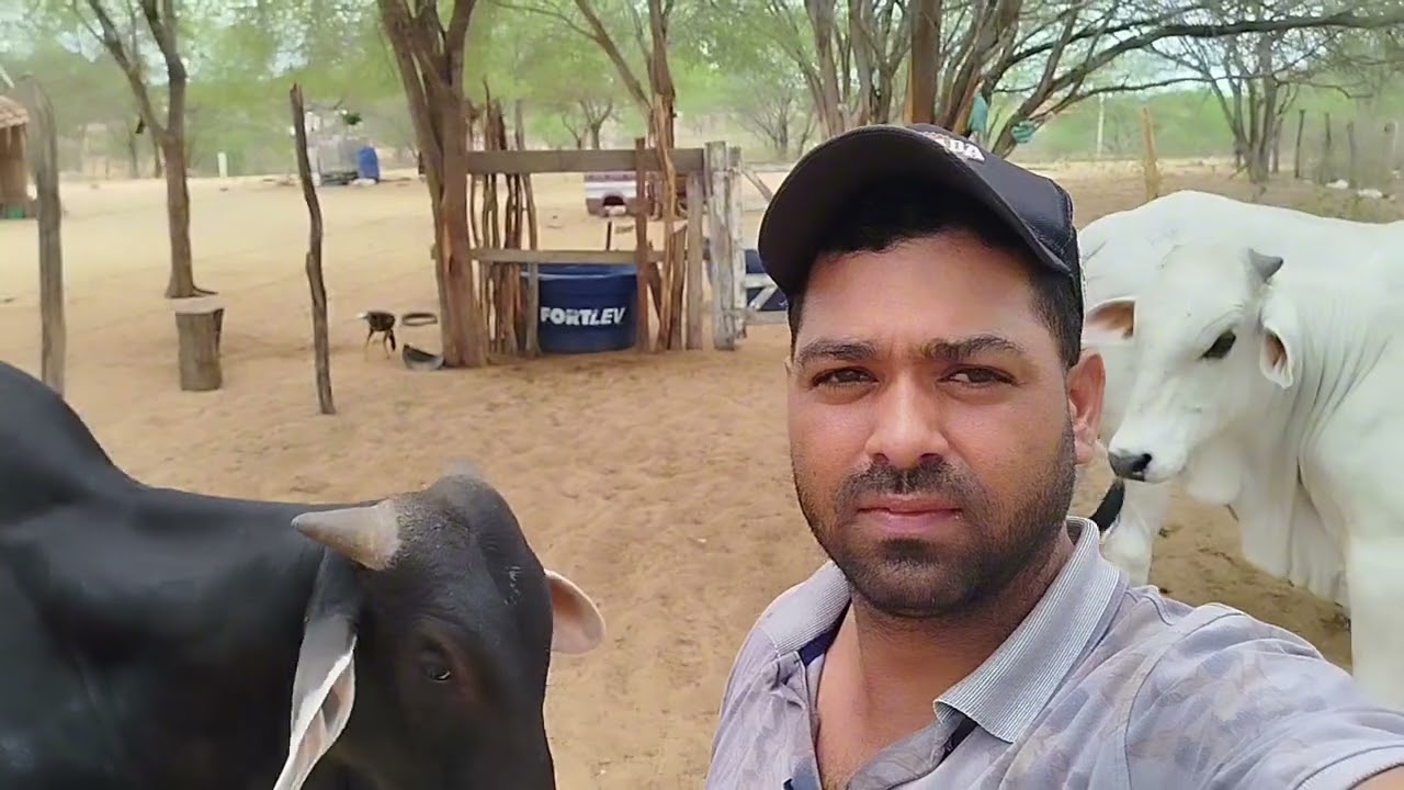 Engorda de boi no puro grão🐄 #gado #boi #purograo