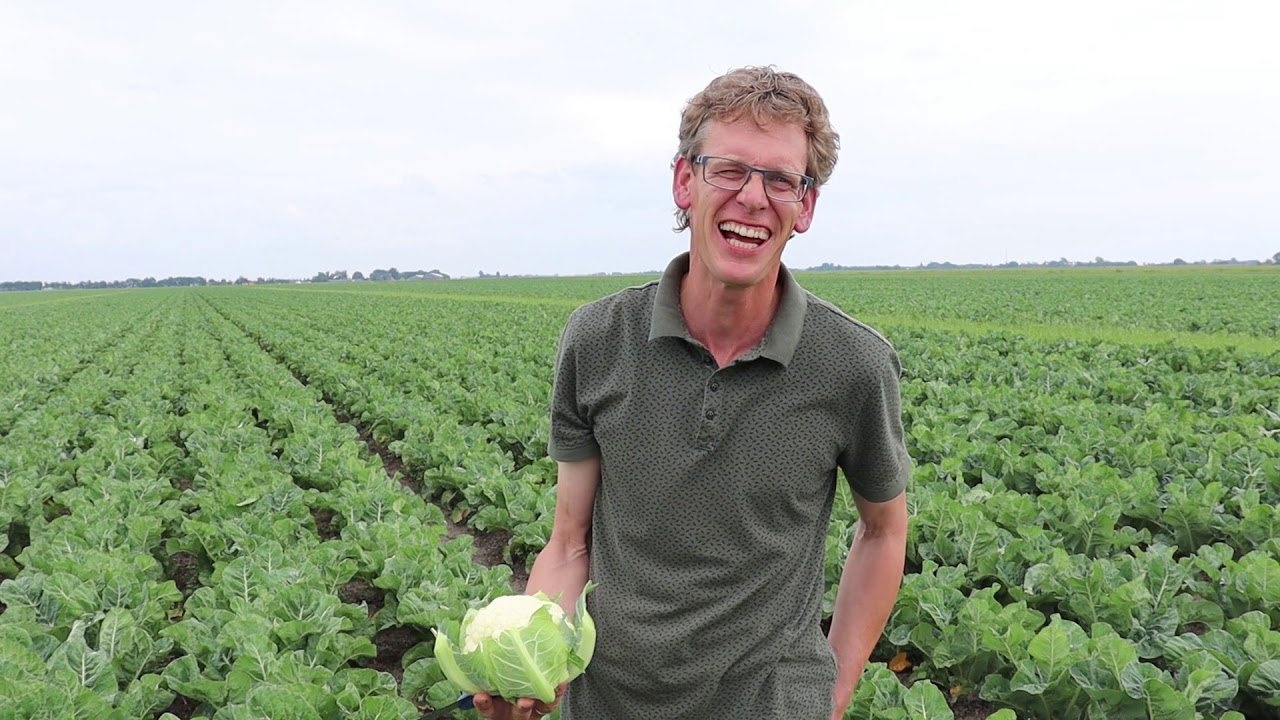 De eerste van 500.000 bloemkolen is van het land bij Bakkerbio - Bie de boer (79)