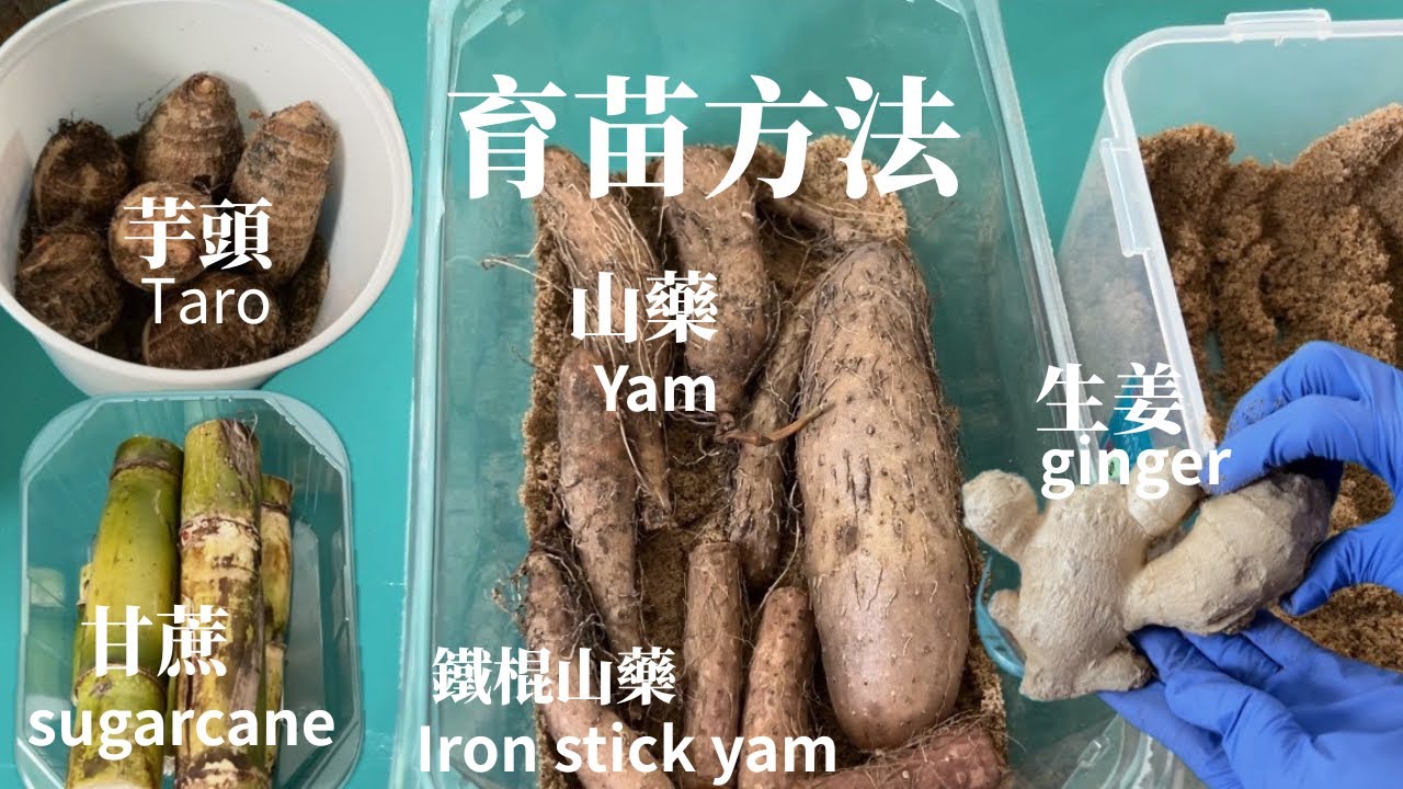 芋头｜山药｜甘蔗｜生姜｜铁棍山药｜生姜｜育苗记录！
