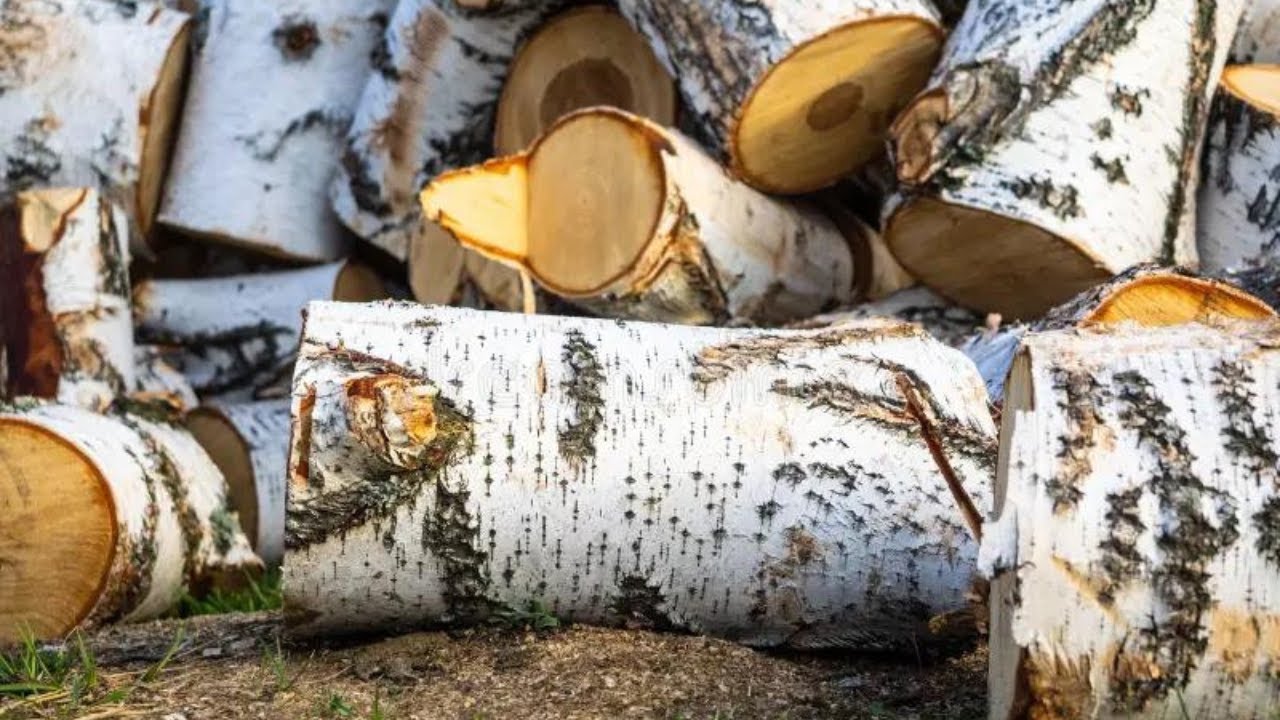 A Whiskey Barrel from Birch Log DIY | How to make a wooden barrel | Ancient Craftsmanship