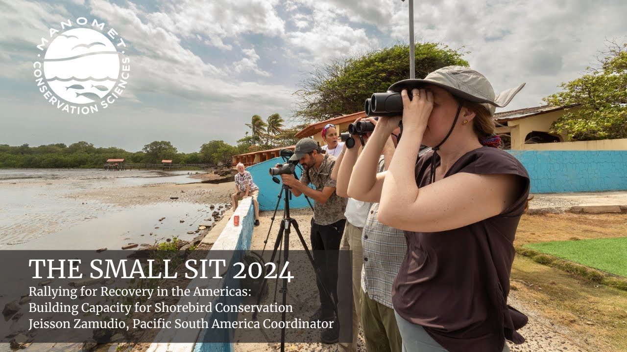 The Small Sit | Rallying for Recovery in the Americas: Building Capacity for Shorebird Conservation