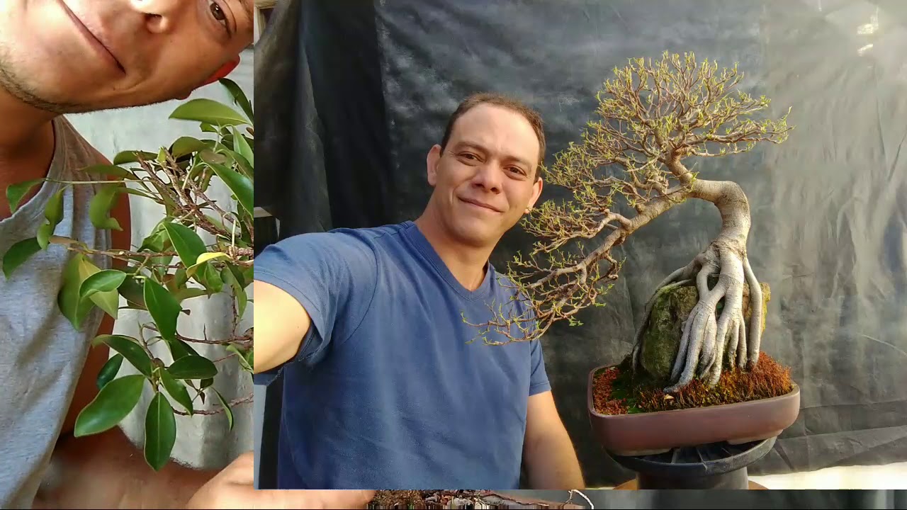 Ficus Retusa - alporquia e novo caminho traçado...