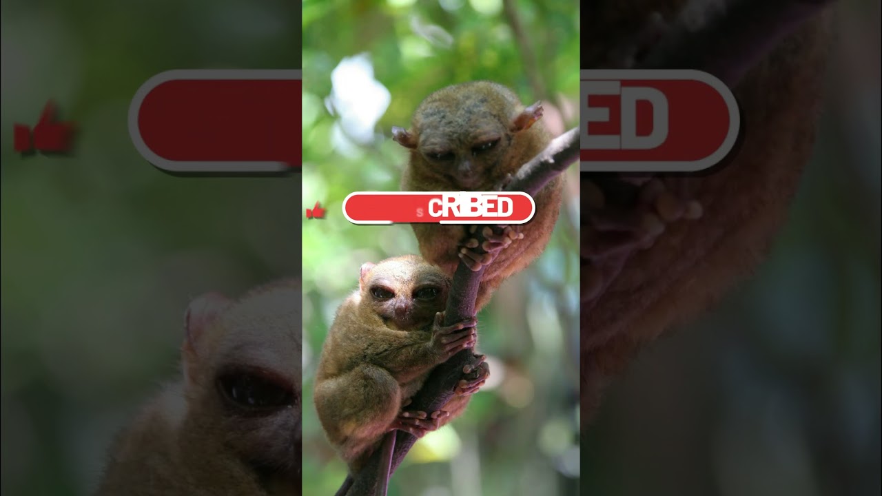 Nocturnal Secrets of these Tiny Tree Dwellers 🌳🌙 Tarsier Life.