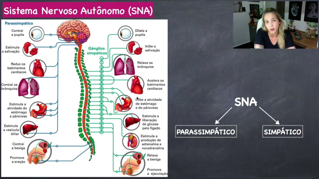 Sistema Nervoso Autônomo