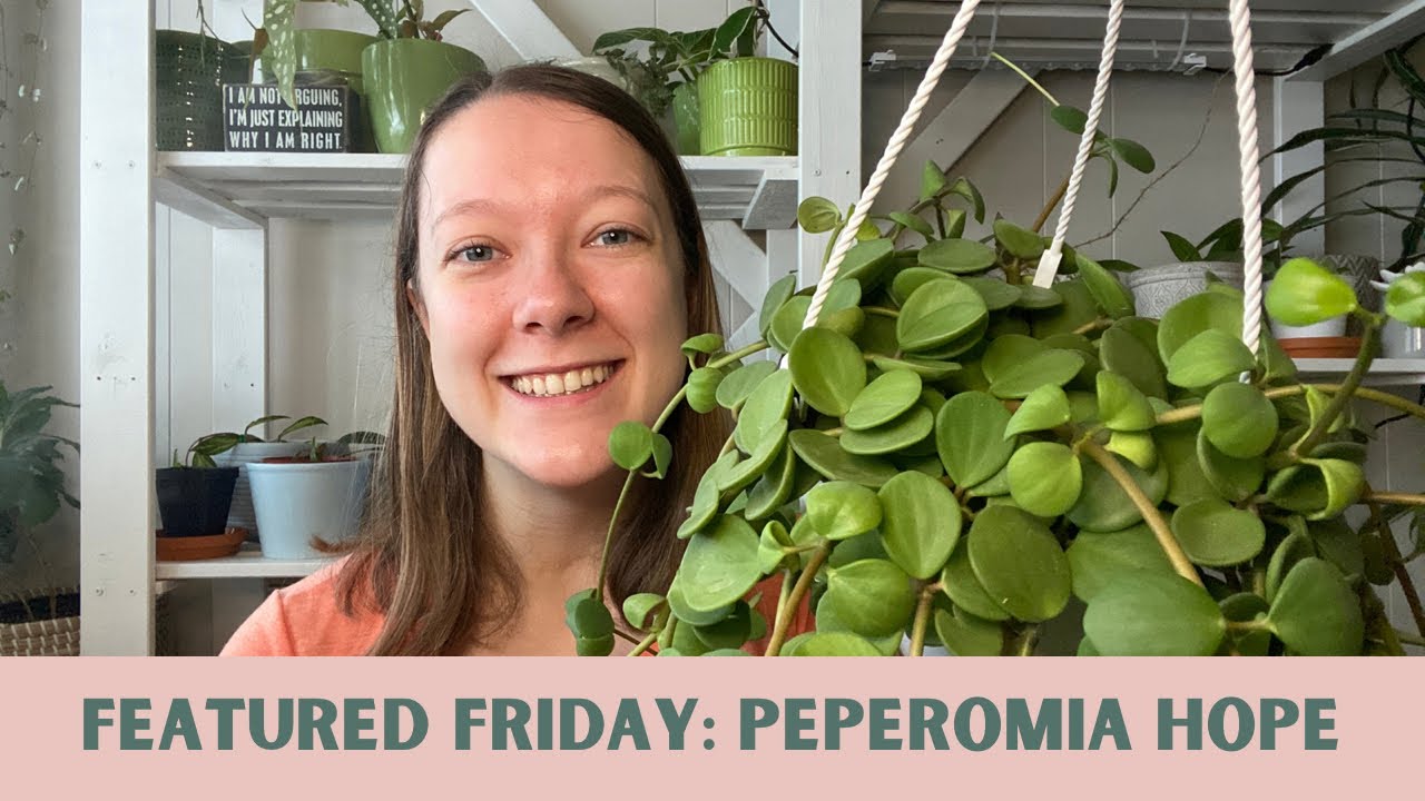 PEPEROMIA HOPE: How I care for my peperomia hope
